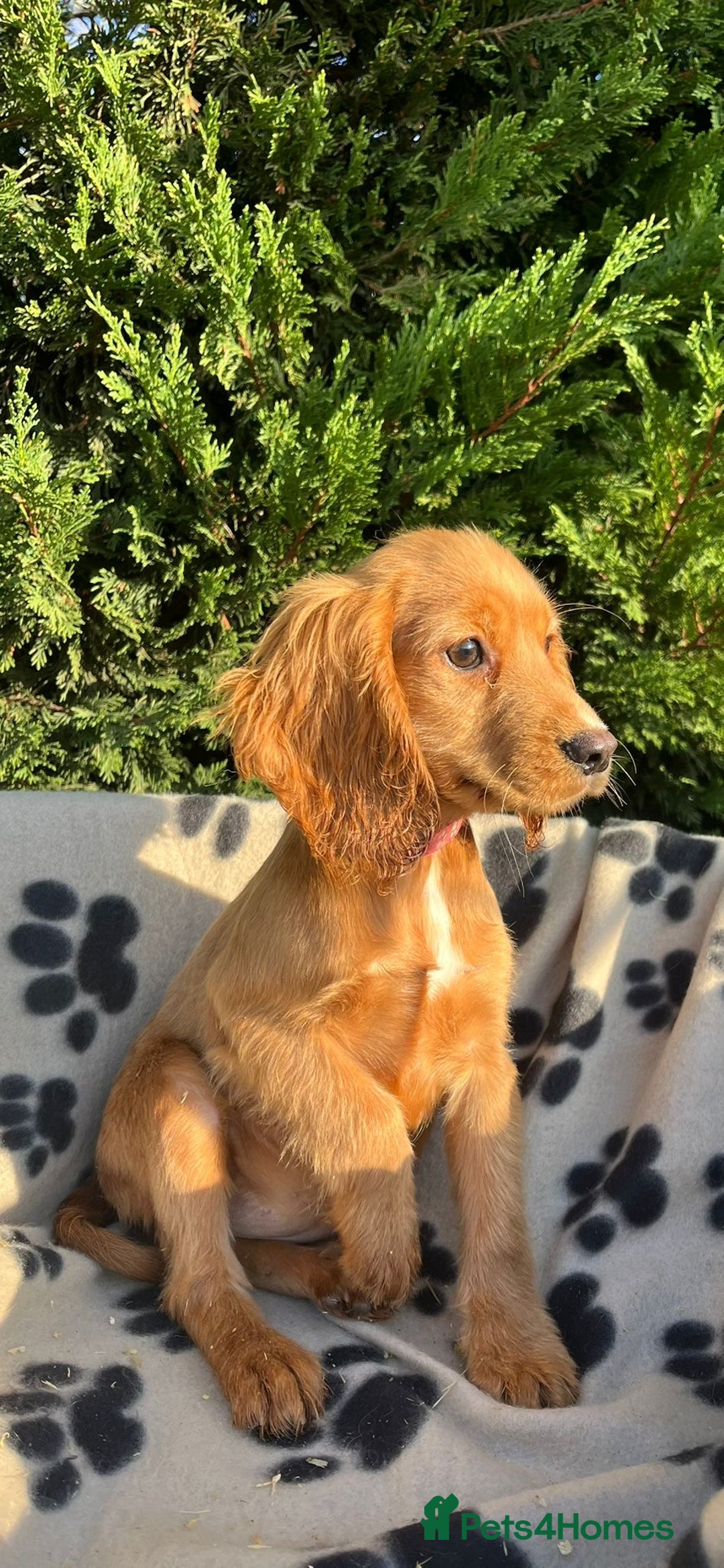 Cocker Spaniel dogs for sale: Four beautiful girl cocker spaniel  - Image 9
