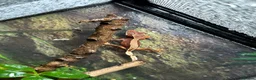 Gecko reptiles for sale: Baby Crested Geckos (Pinstripes & Red Harliquin) - Advert 5