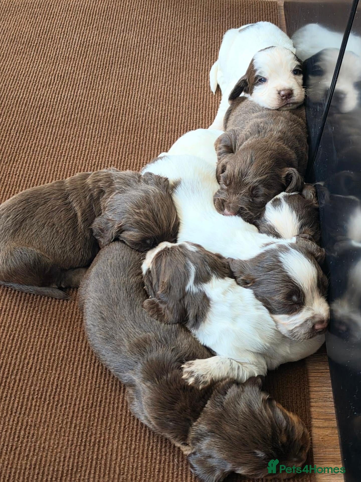 Sprocker dogs 7 Beautiful Sprockers available - Advert 4
