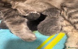 Mixed Breed cats for sale: Two lovely boys - Image 3