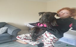 Mixed Breed dogs for sale: Presa bulldog  - Image 1