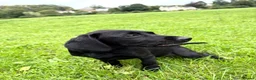 Labrador Retriever dogs for sale: FTCH Drakeshead Labrador boys  in Whiston - Advert 3