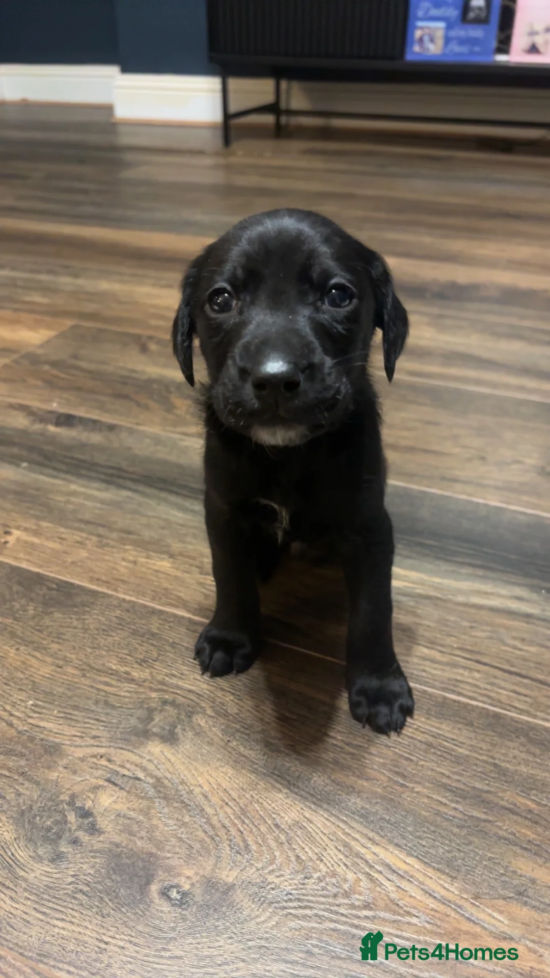 Mixed Breed dogs for sale: 5 black lab puppies waiting on forever homes - Advert 7