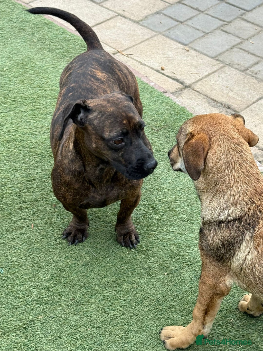 Mixed Breed dogs for adoption: Cutie Mimmi looking for love - Advert 8