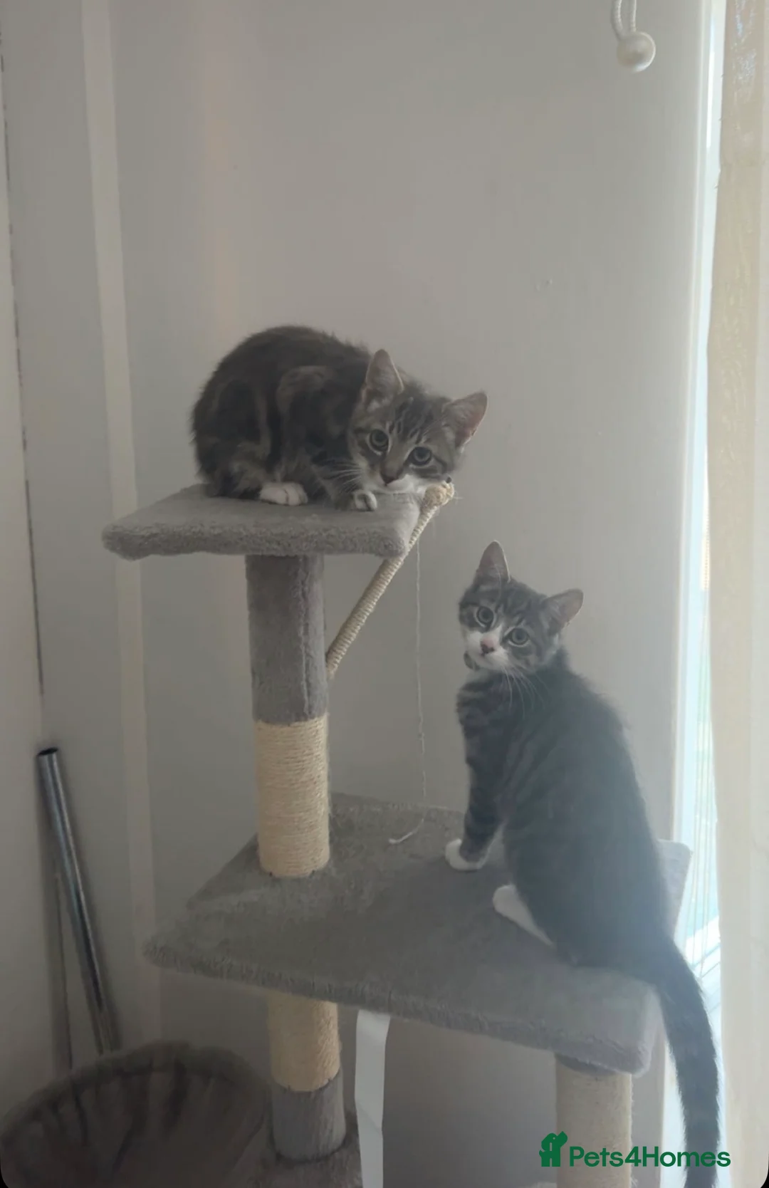 Mixed Breed cats for sale: 2 kittens  **   in Stockton-on-Tees - Advert 2