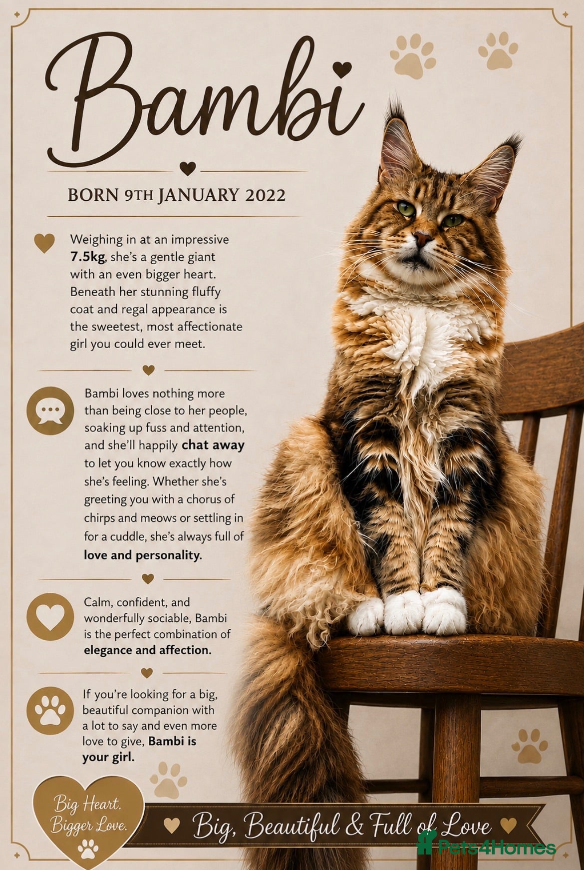 Maine Coon cats Ex Maine coon queen - Advert 16
