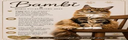 Maine Coon cats for sale: Ex Maine coon queen - Advert 1
