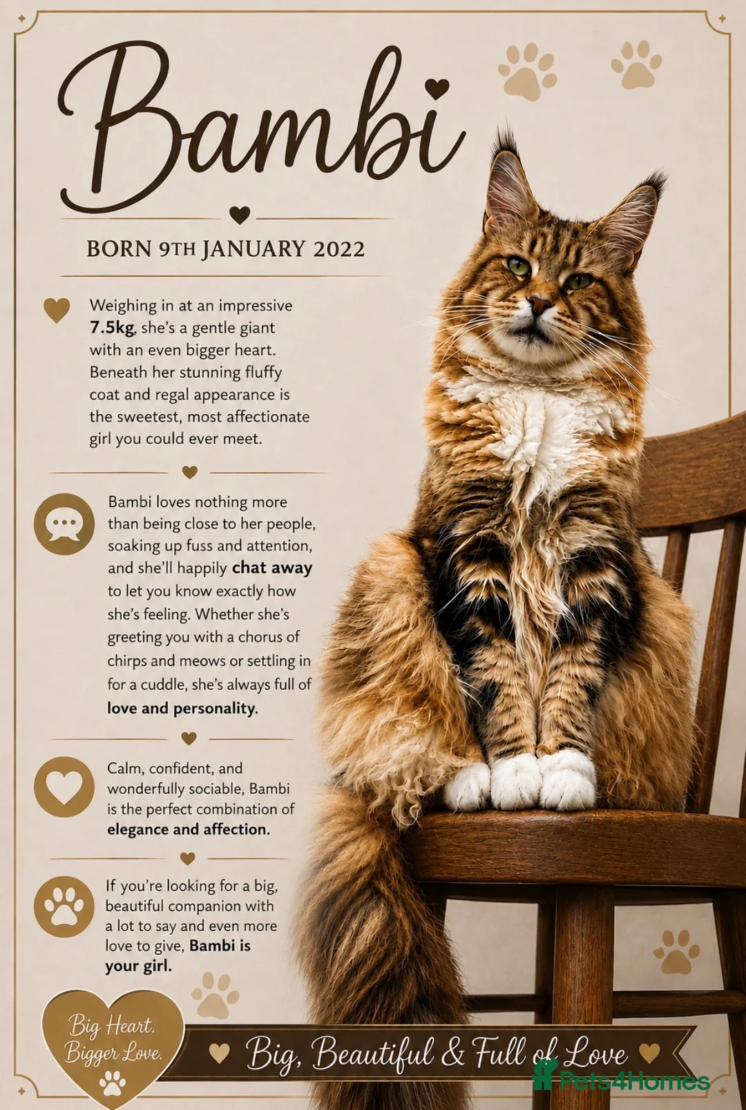 Maine Coon cats for sale: Ex Maine coon queen - Advert 1