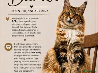 Maine Coon cats Retired Queen Maine coon - Advert 1