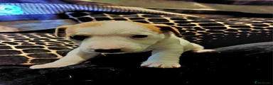 Jack Russell 4