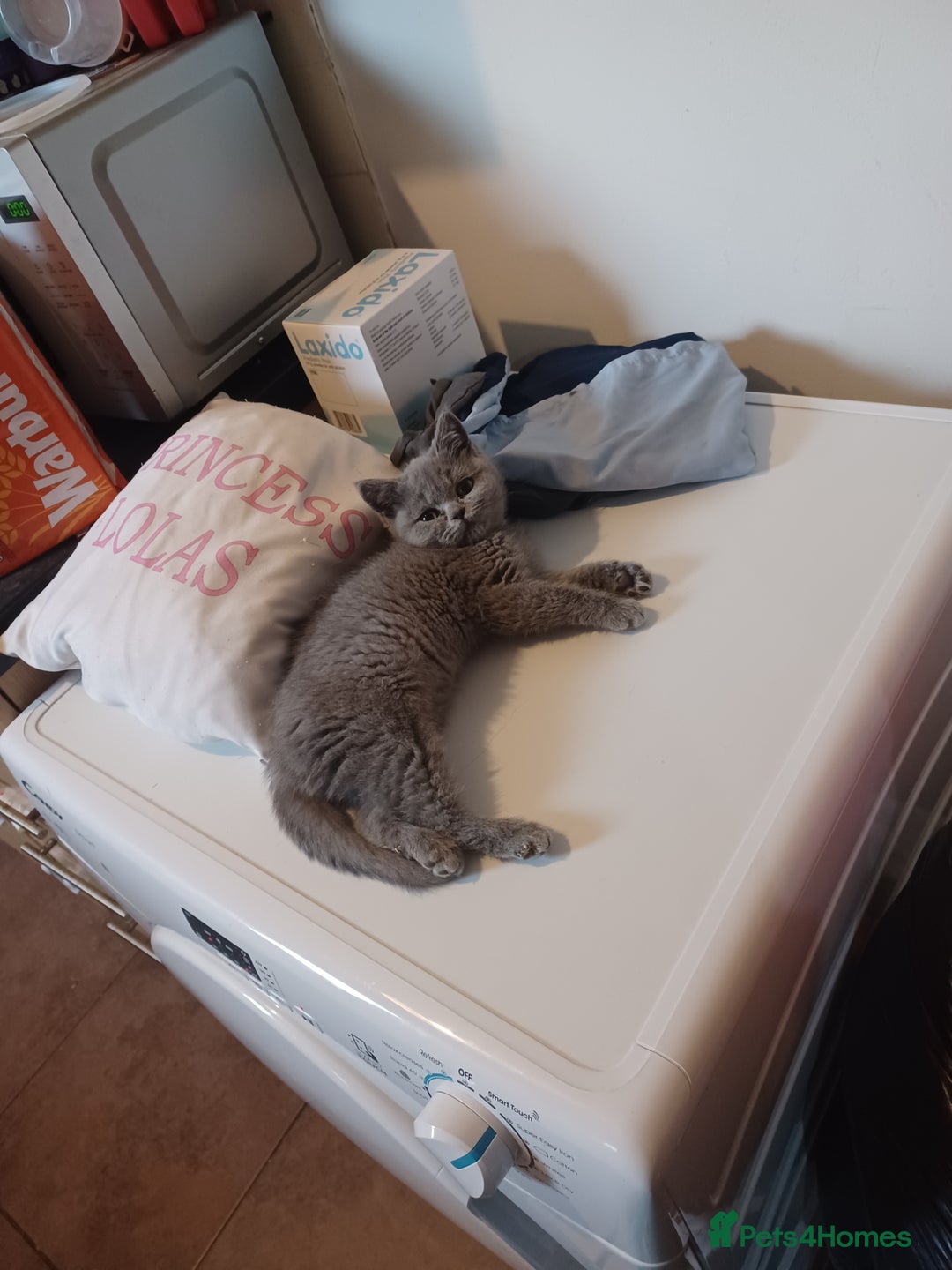 British Shorthair cats for sale: British blue kitten  - Advert 1