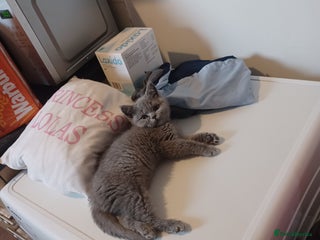 British Shorthair cats British blue kitten - Advert 1