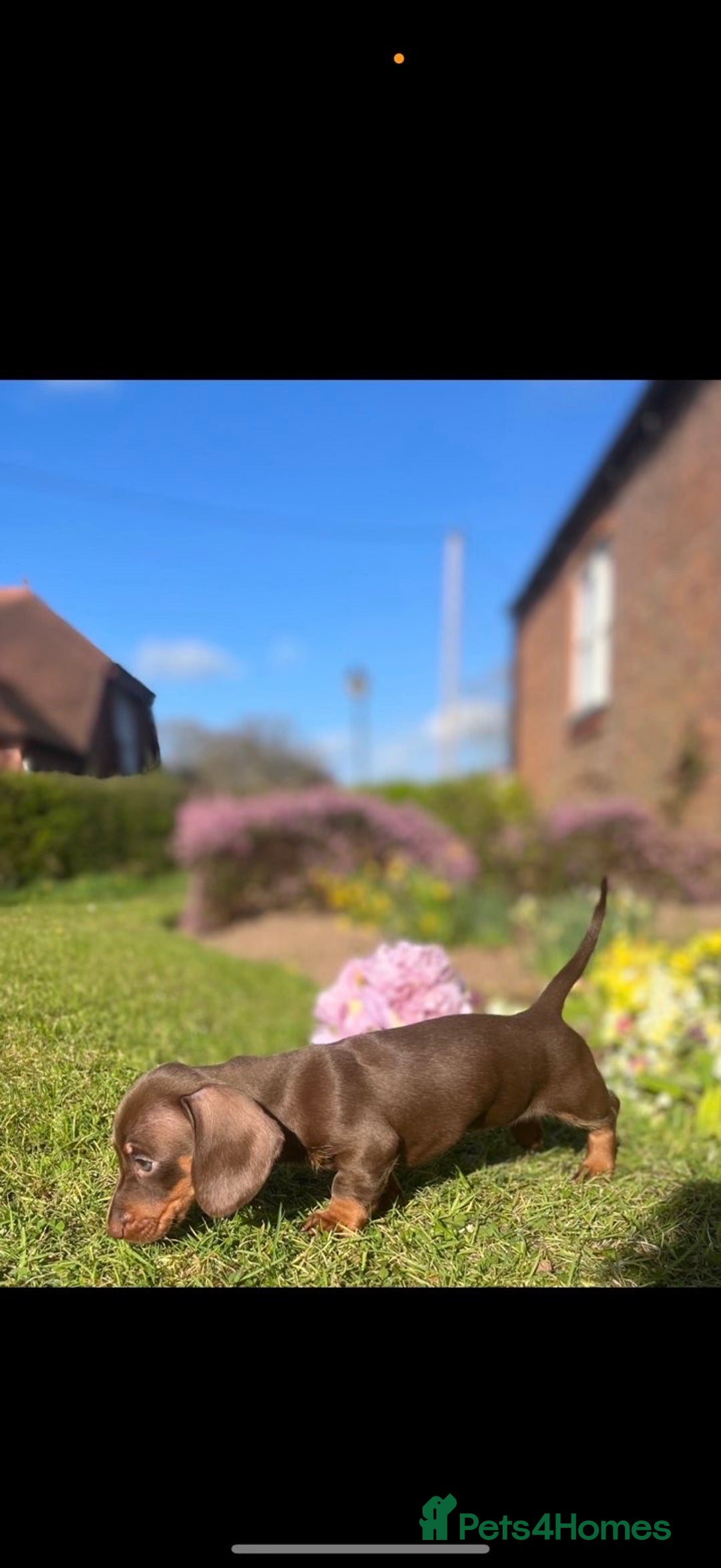 Miniature Dachshund dogs for sale: Miniature Choc tan female  - Advert 5