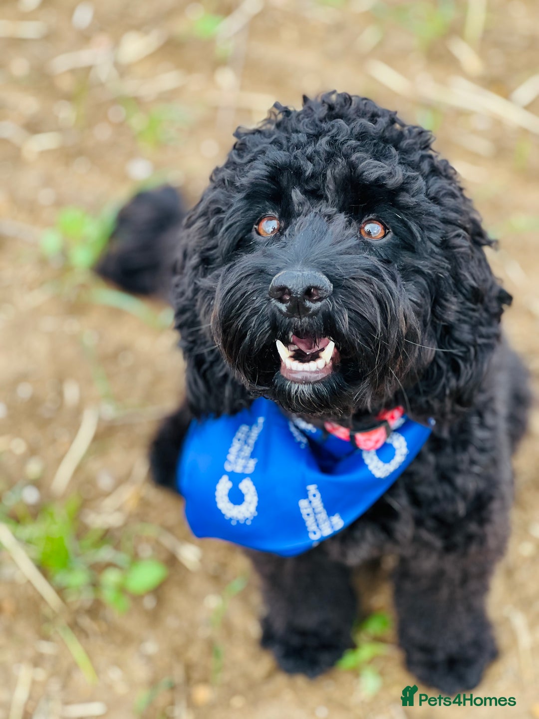 Cockapoo dogs for sale: Beautiful Merle & Black F2 Cockapoo puppies  - Advert 5