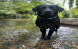 Labrador Retriever dogs for stud: KC Labrador, Health and DNA-Tested, Proven Stud in Cobham - Image 2