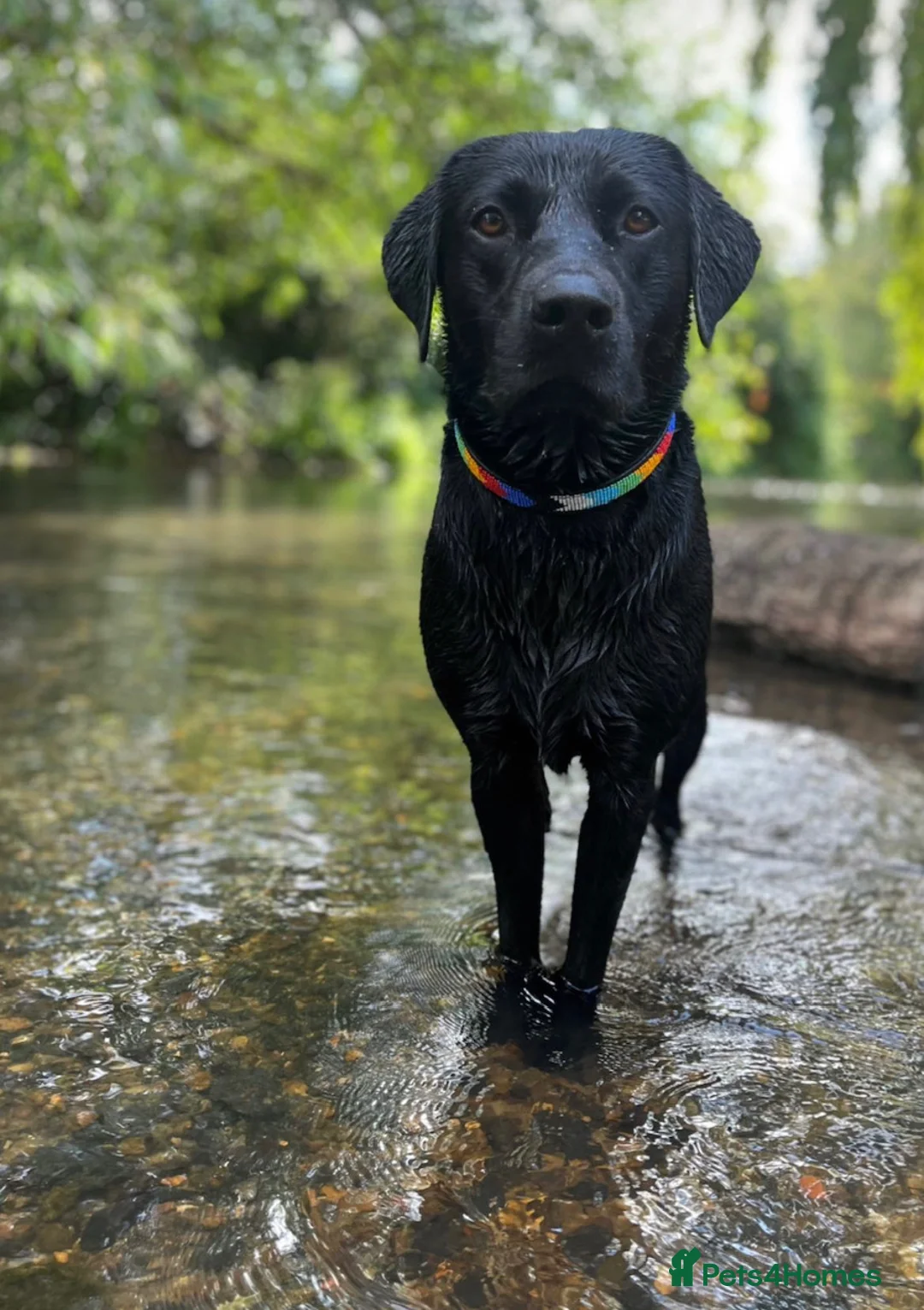 Labrador Retriever dogs for stud: KC Labrador, Health and DNA-Tested, Proven Stud in Cobham - Advert 2