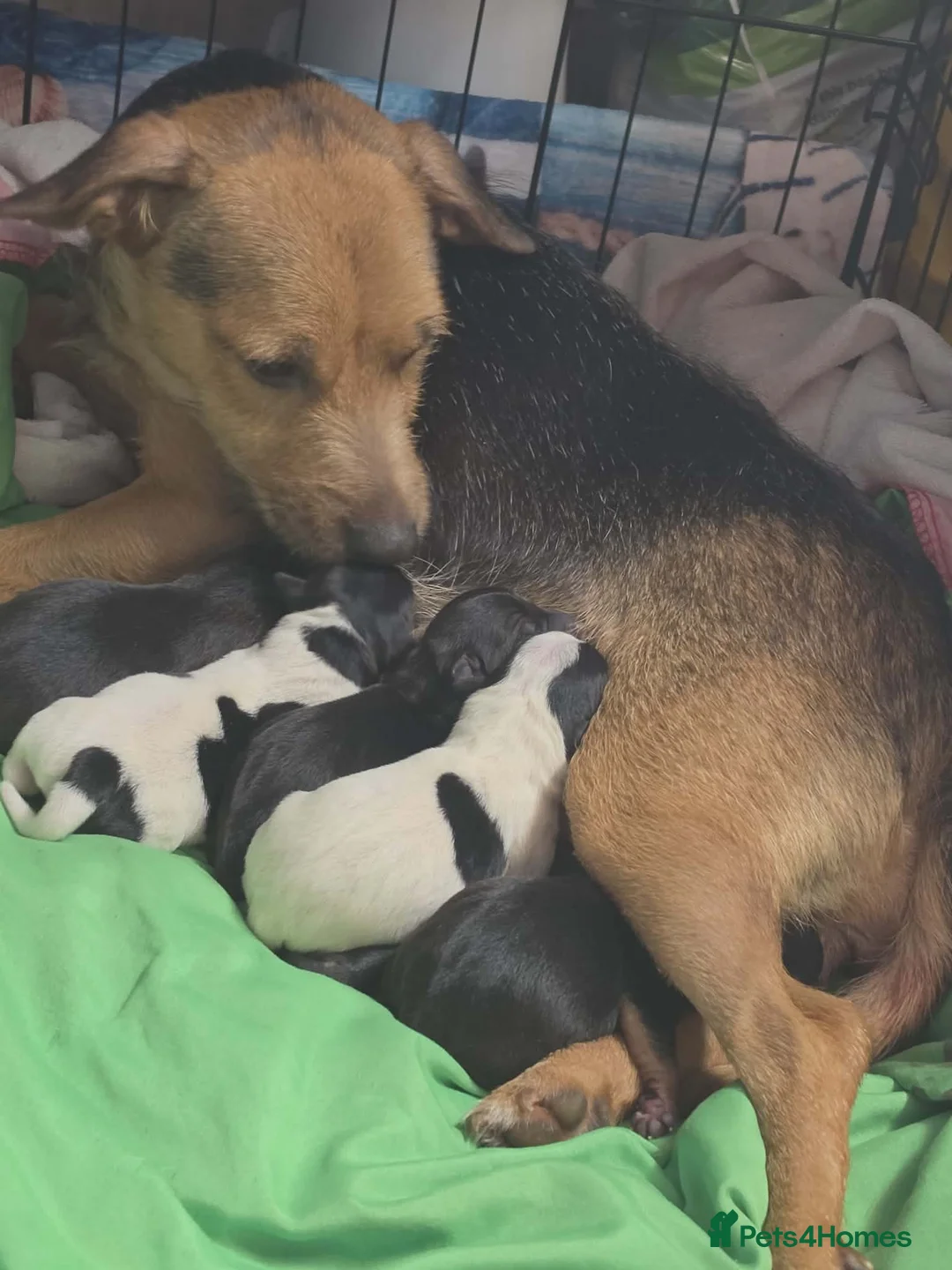Jack Russell dogs for sale: Jack Russell puppies  - Advert 2