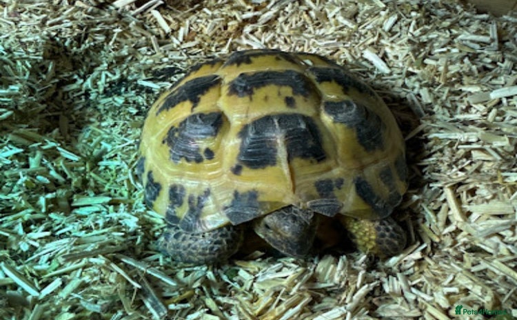 Tortoise reptiles - Advert 5