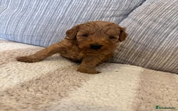 Schnoodle dogs for sale: Miniature Poodle X Schnoodle pups for sale - Image 4