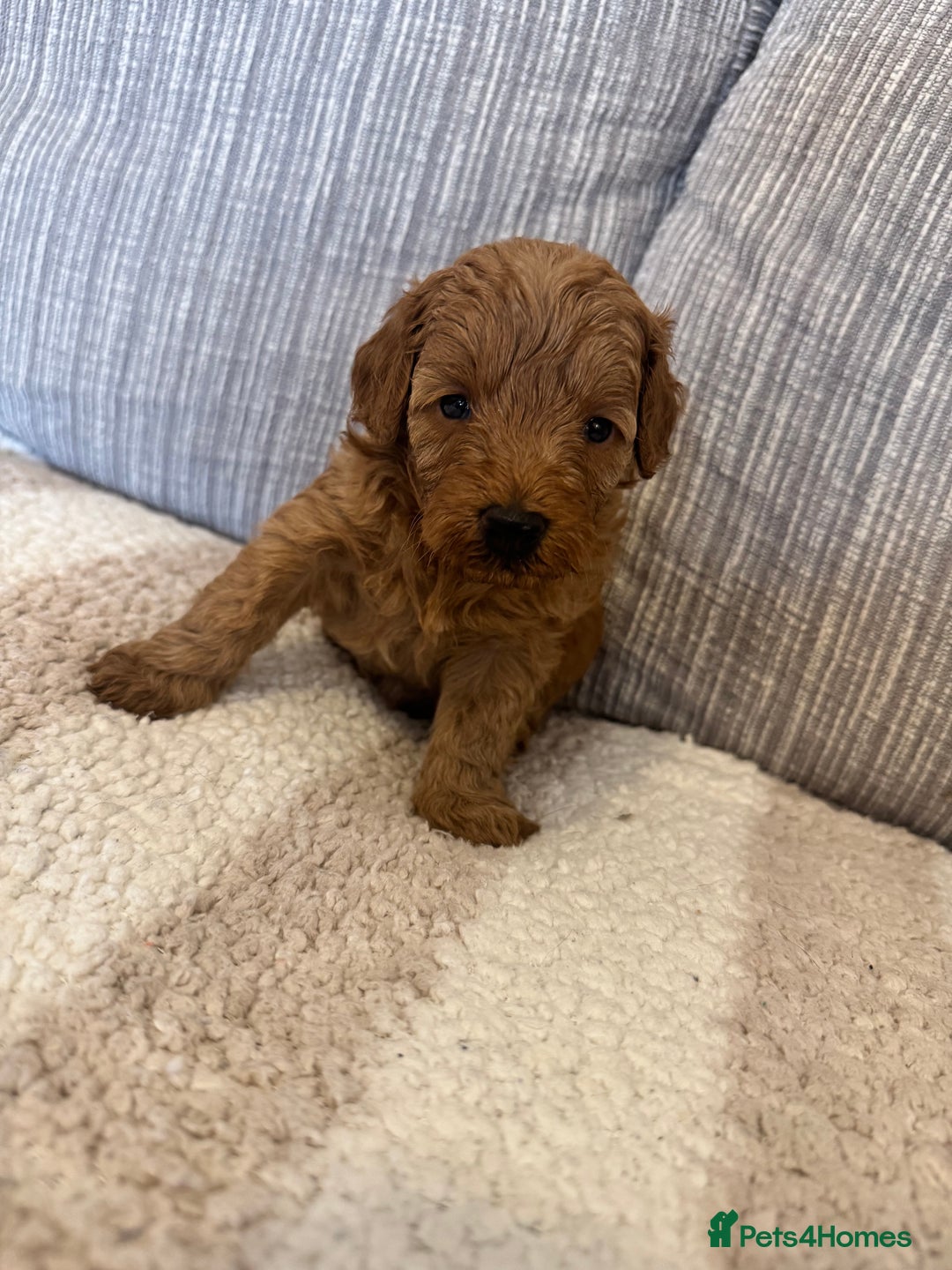 Schnoodle dogs for sale: Miniature Poodle X Schnoodle pups for sale - Image 4