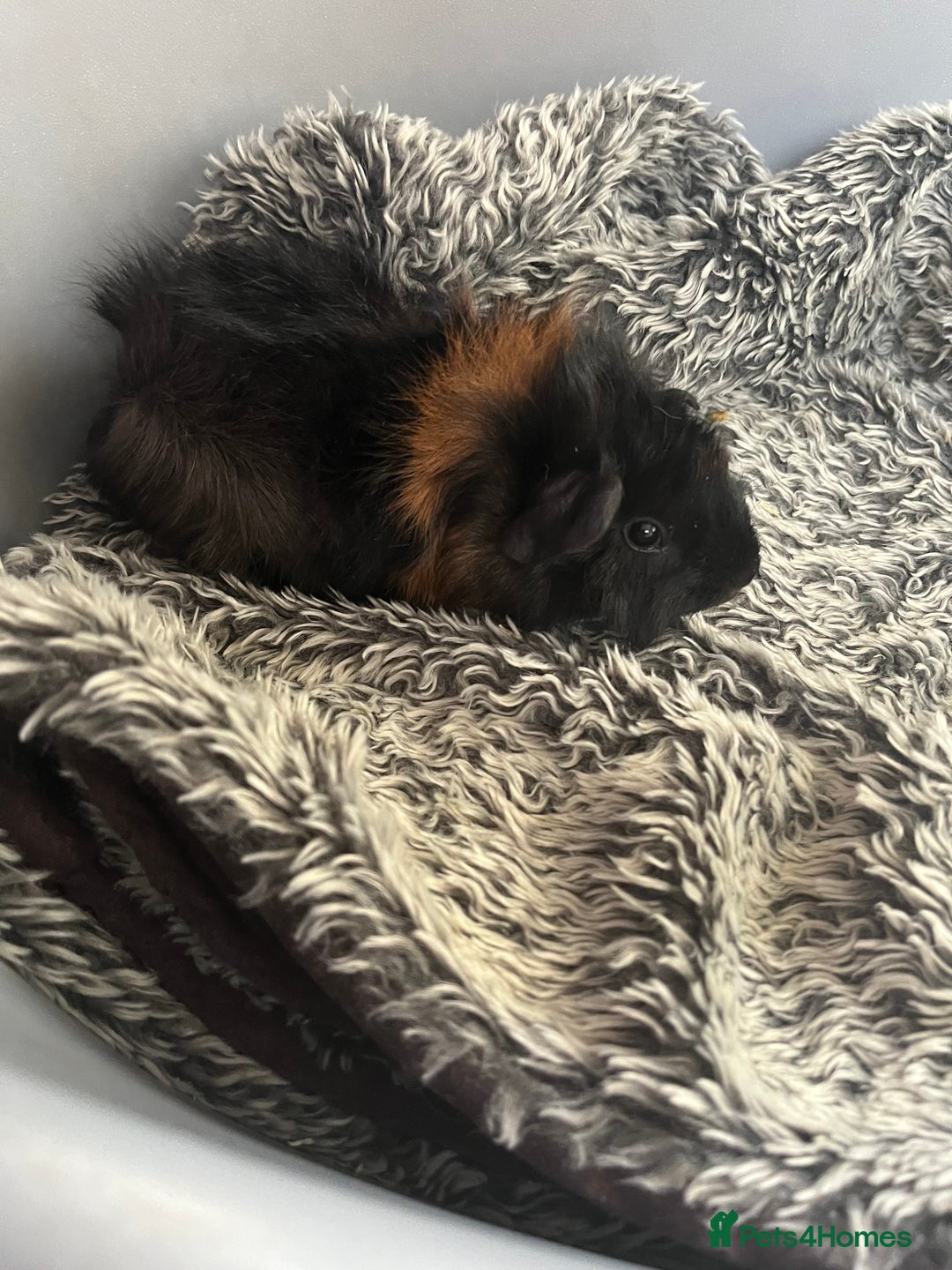 Guinea Pig rodents for sale: Boy guinea pigs for sale  - Image 5