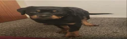 Rottweiler dogs for sale: KC ROTTWEILER  - Advert 7