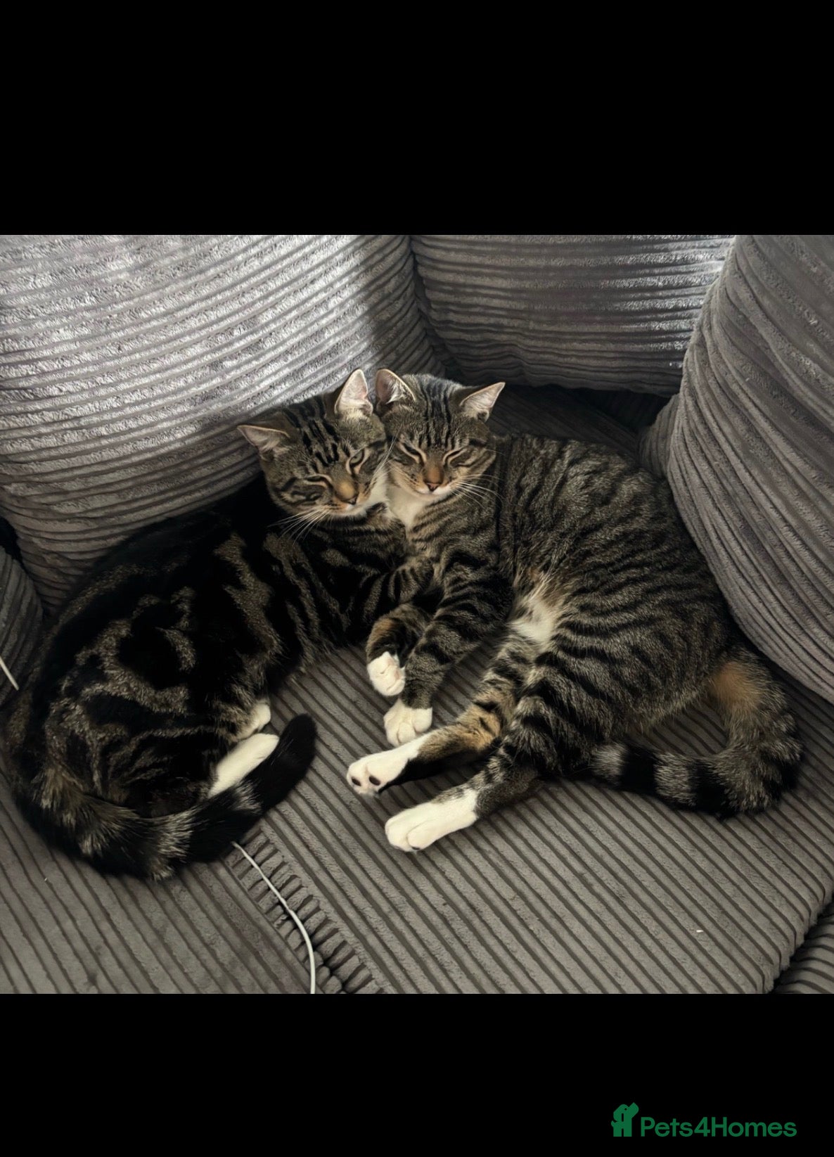 Domestic Shorthair cats Tiddlez and pistachio  - Advert 2