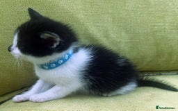 Mixed Breed cats for sale: CLEMMIE’S CUTIES  - Image 20