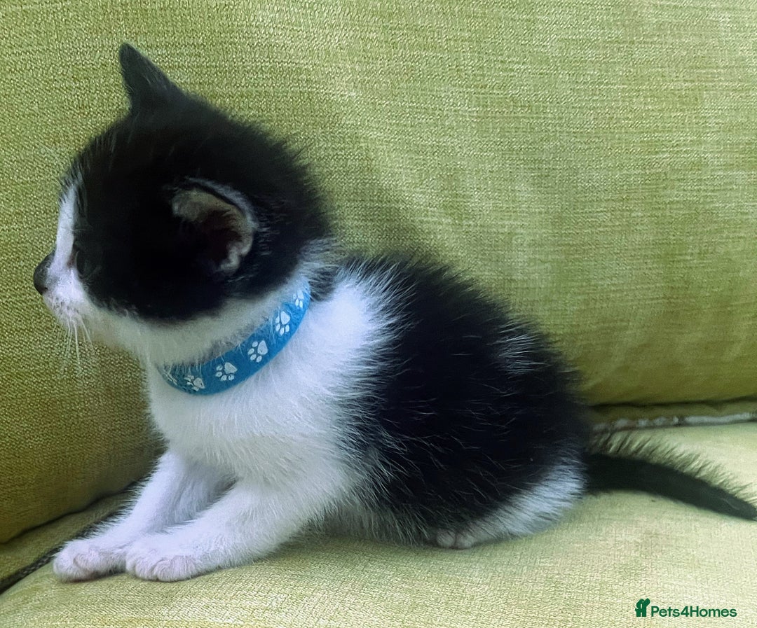 Mixed Breed cats for sale: CLEMMIE’S CUTIES  - Image 20
