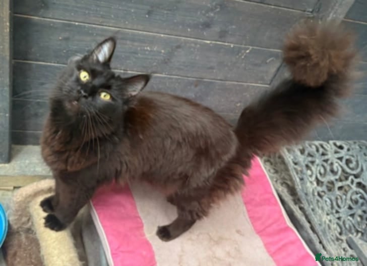 Mixed Breed cats Beautiful black smoke girl available  - Advert 1