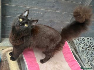 Mixed Breed cats Beautiful black smoke girl available - Advert 5