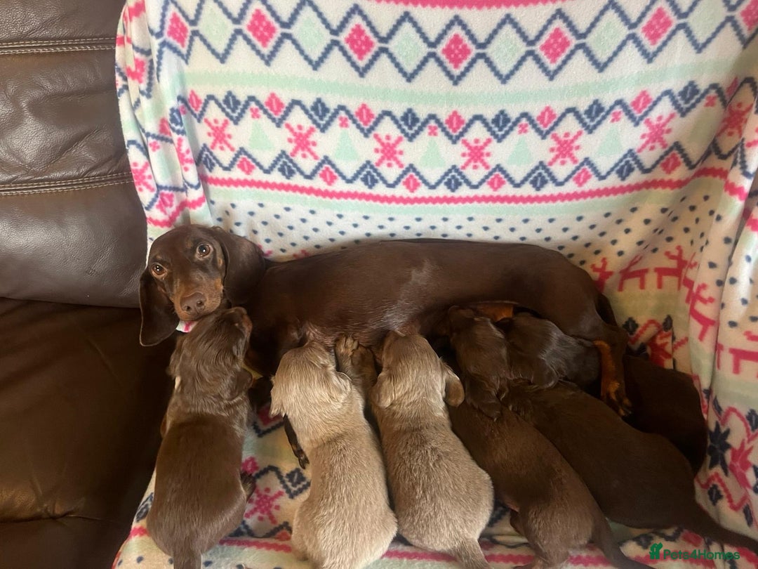 Miniature Dachshund dogs for sale: Miniature dachshund puppies  - Advert 12