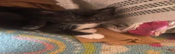 Domestic Shorthair cats for sale: Beautiful Litter of kittens 2xmales 2x females - Advert 7