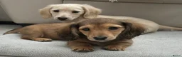 Dachshund dogs for sale: Kc Stunning Miniature Dachshunds  - Advert 3
