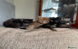 Mixed Breed cats for sale: Beautiful little kittens - Image 4