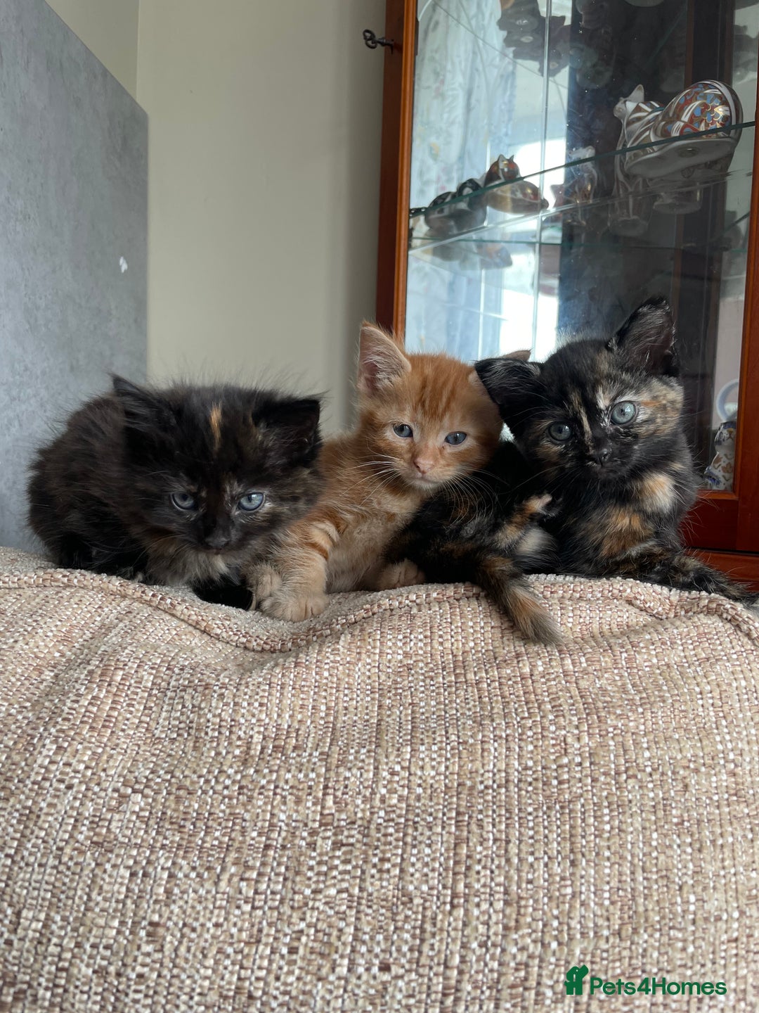 Mixed Breed cats for sale: Beautiful little kittens - Image 4
