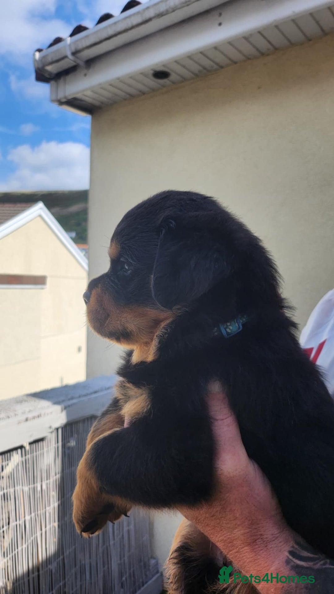 Rottweiler dogs for stud: Rottweiler for stud  - Image 2