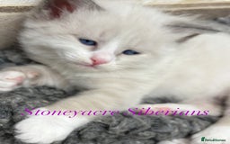 Siberian cats for sale: Siberian  in Southport - Image 1