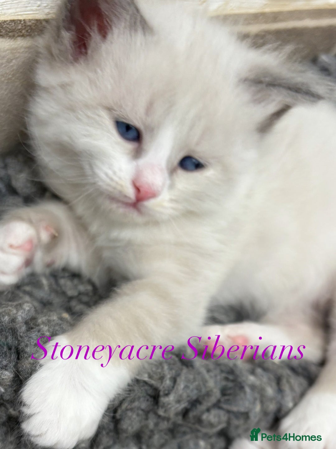 Siberian cats for sale: Siberian  in Southport - Image 1