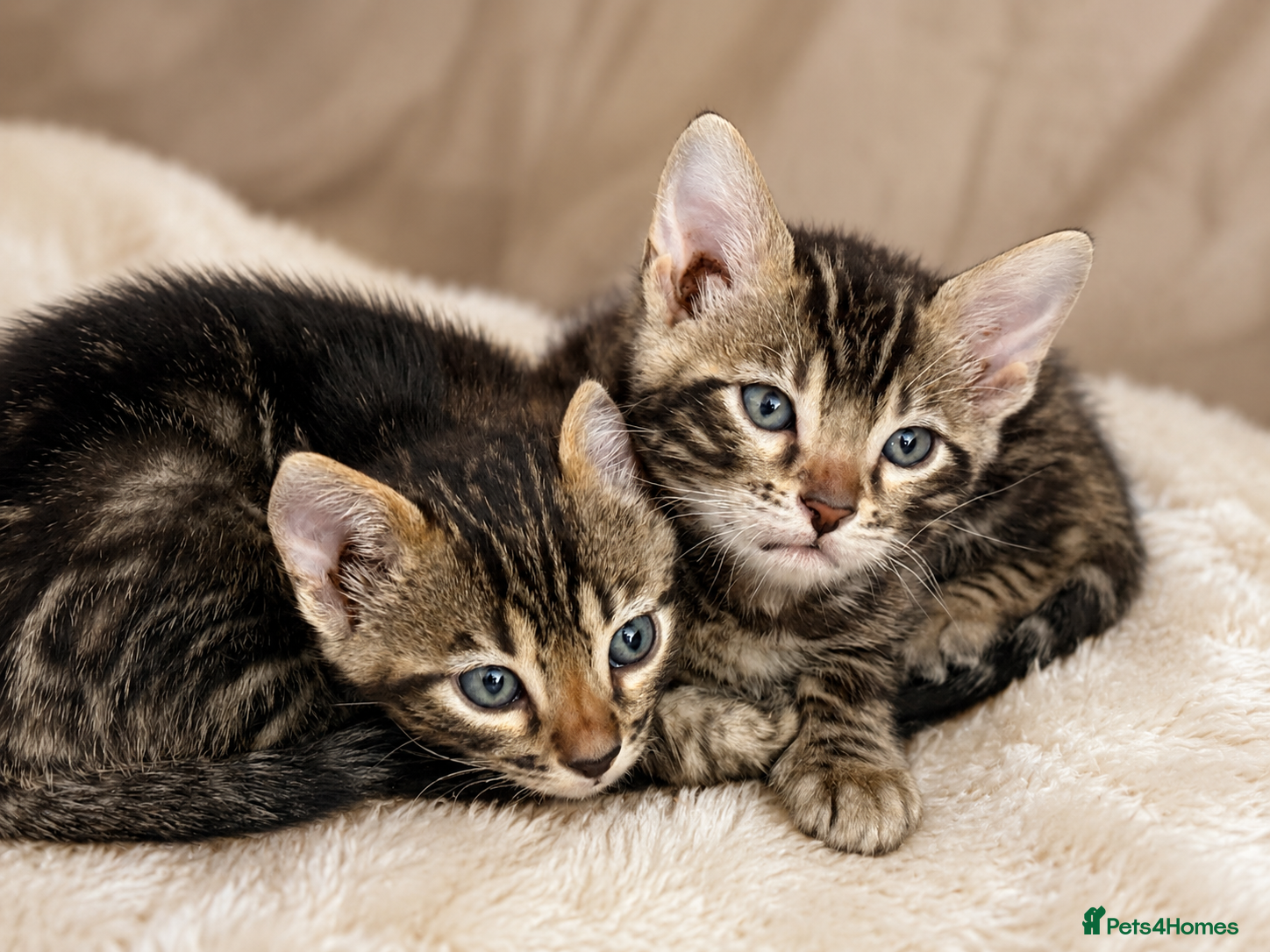 Bengal cats Unique Bloodline Bengals Tica Reg - Advert 9