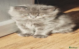British Longhair cats for sale: Gorgeous Blue British longhair kittens - Image 11