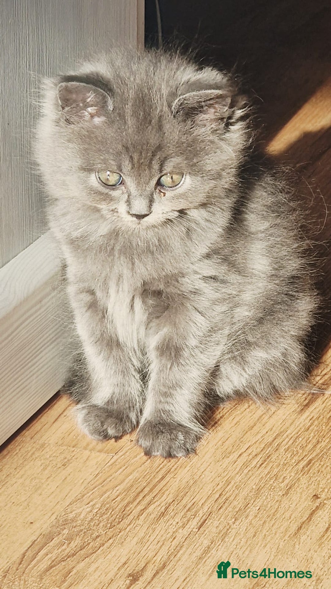 British Longhair cats for sale: Gorgeous Blue British longhair kittens - Image 11