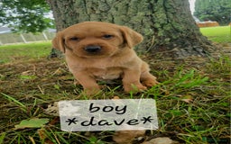 Labrador Retriever dogs for sale: Fox red labrador puppies - Image 4