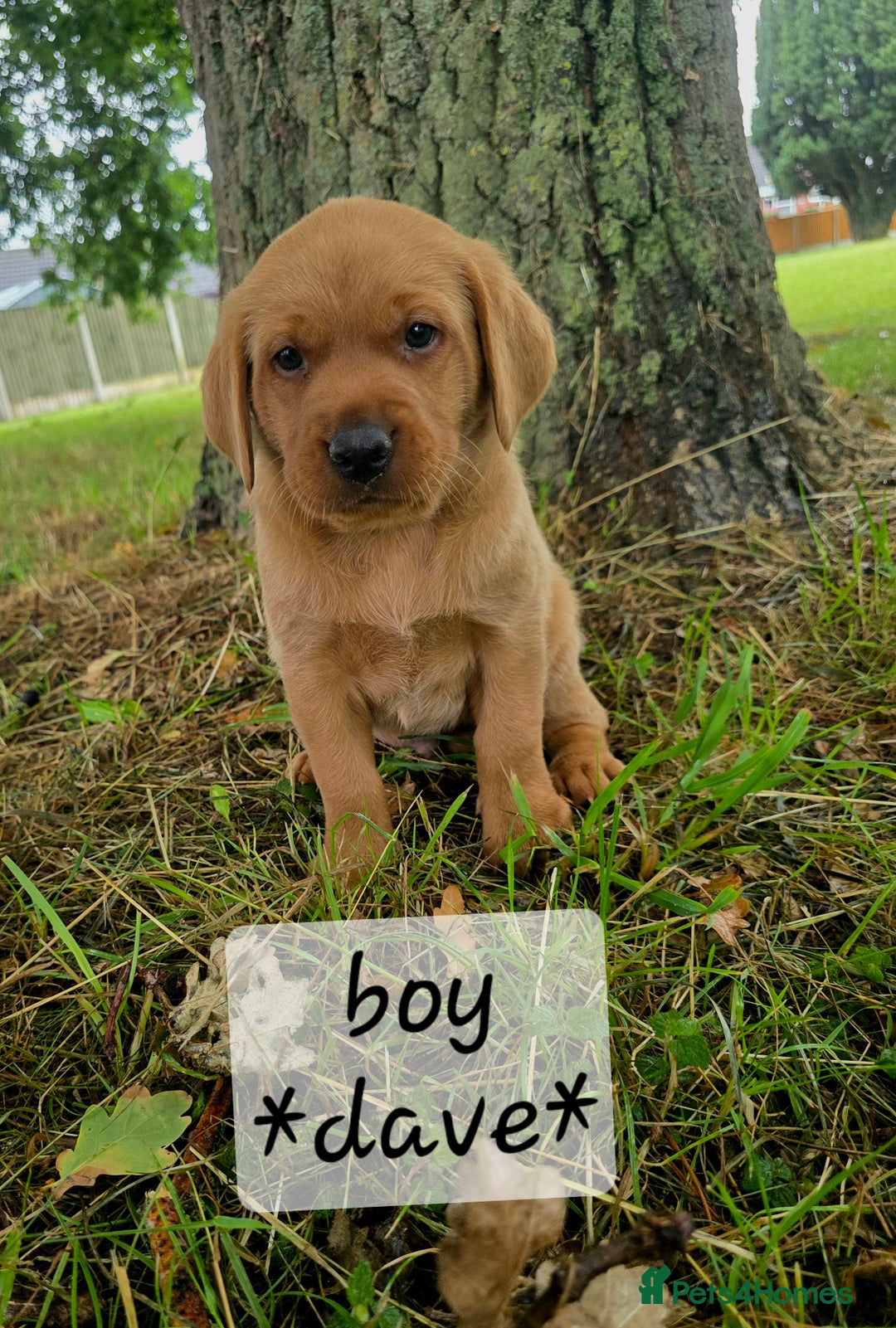 Labrador Retriever dogs for sale: Fox red labrador puppies - Image 4