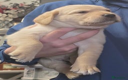 Goldador dogs for sale: Goldador puppies - Image 32