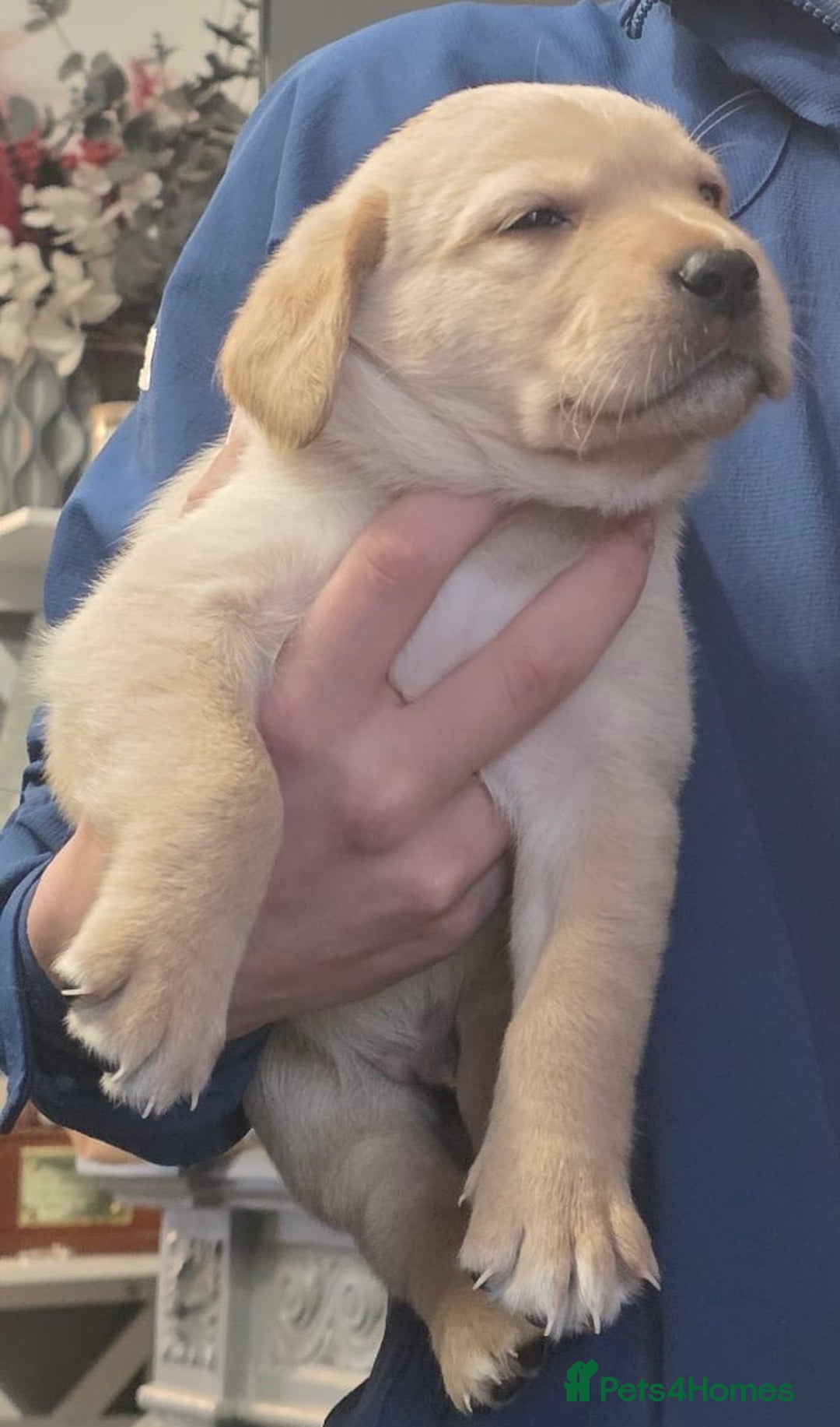 Goldador dogs for sale: Goldador puppies - Image 32