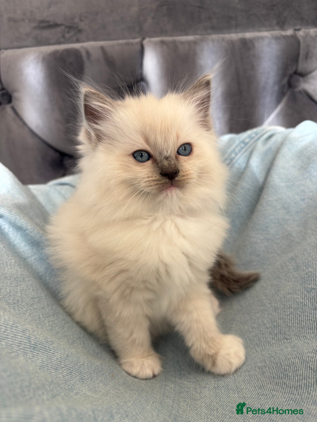 Ragdoll cats for sale: Perfect little blue point Ragdoll girls x5 - Image 4