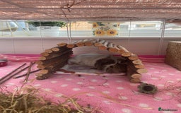 Guinea Pig rodents for sale: Two lovely boars with complete set up - Image 15