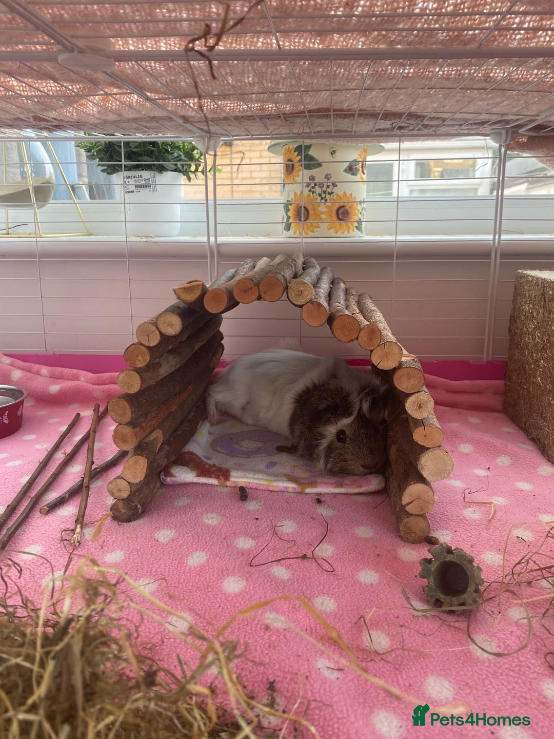 Guinea Pig rodents for sale: Two lovely boars with complete set up - Image 15