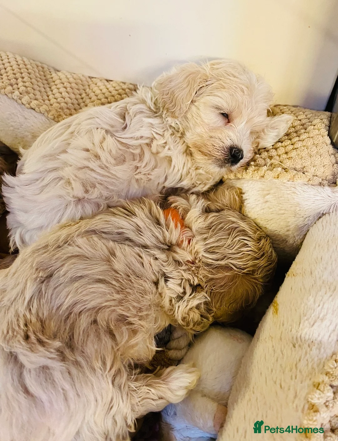 Maltipoo dogs for sale: * Tiny Korean Maltipoo Babies * - Advert 2